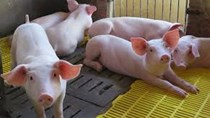 Sản lượng thịt lợn của Anh tháng 2/2023 giảm 