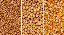 Xuất khẩu ngũ cốc của Achentina tháng 3/2023 giảm gần 59% 