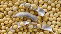 Achentina thông báo ngừng xuất khẩu đậu tương tối đa 60 ngày