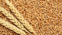 Nhập khẩu lúa mì quý I/2023 tăng cả lượng và kim ngạch