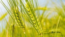 Dự trữ lúa mì của Mỹ được dự báo sẽ giảm xuống mức thấp nhất trong 9 năm 