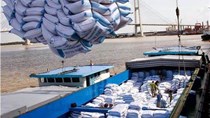Xuất khẩu gạo sang Trung Quốc tăng vọt, doanh nghiệp ồ ạt thu gom