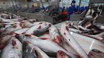 Mức sụt giảm xuất khẩu cá tra tháng 6 đã thu hẹp dần