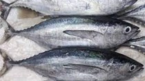 Xuất khẩu cá ngừ tiếp tục khả quan trong những tháng cuối năm