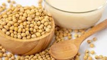 USDA: Dự báo sản lượng ngô và đậu tương thế giới niên vụ 2023/2024 