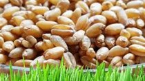 Nhập khẩu lúa mì trên 70% từ thị trường Australia