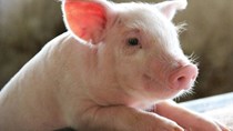Sản lượng thịt lợn Trung Quốc năm 2024 dự kiến giảm 1%