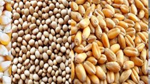 FAO: Dự báo sản lượng ngũ cốc thế giới năm 2023 đạt 2.819 triệu tấn