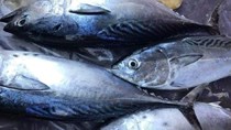 Xuất khẩu cá ngừ sang Mỹ, EU tiếp tục đà tăng trưởng