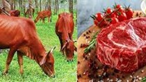 Xuất khẩu thịt đỏ của Australia năm 2023 đạt kỷ lục 17 tỷ USD 