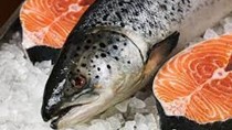 Xuất khẩu cá hồi của Scotland đạt mức cao nhất trong 5 năm