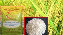 FAO: Dự báo ngày 8/11/2024 về cung- cầu gạo thế giới năm 2024/2025