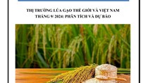 THỊ TRƯỜNG LÚA GẠO THẾ GIỚI VÀ VIỆT NAM  THÁNG 9/2024: PHÂN TÍCH VÀ DỰ BÁO