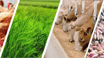 Thức ăn gia súc và nguyên liệu nhập khẩu từ Achentina tăng gần 104%