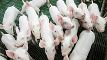 Giá heo hơi ngày 8/5/2025: Về giá 73.000 đồng/kg tại nhiều tỉnh thành phía Nam