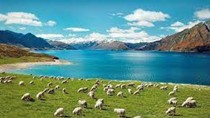 Bốn tháng đầu năm 2024 Việt Nam xuất siêu sang New Zealand đạt 71,5 triệu USD 