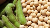 Nhập khẩu đậu tương 4 tháng đầu năm 2025 giảm cả lượng và kim ngạch