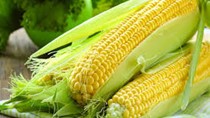 Thị trường nhập khẩu ngô 4 tháng đầu năm 2025 