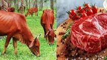 Sản lượng bò và cừu giết mổ của Australia quý I/2025 tăng mạnh