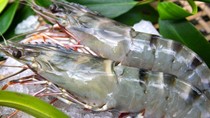 Xuất khẩu thủy sản tiếp tục tăng trưởng