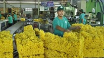 Giá cao su ngày 15/7/2025: Thái Lan tăng trở lại