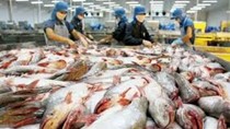Nghịch lý ngành cá tra: 'Vua' xuất khẩu nhưng 'lép vế' trên sân nhà