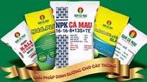 Xuất khẩu phân bón sang các thị trường 7 tháng năm 2025 