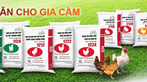 Thức ăn gia súc nhập khẩu nhiều nhất từ Achentina 