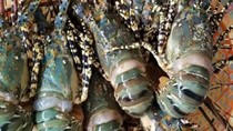 Ngành thủy sản Việt Nam: Vượt rào cản, mở rộng thị trường