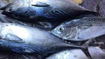 Xuất khẩu cá ngừ sang Mỹ giảm mạnh trong tháng 8