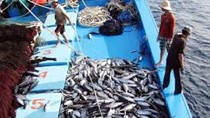 Xuất khẩu thuỷ sản 8 tháng năm 2025 tăng trưởng tốt