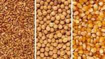 Sản lượng ngũ cốc thế giới dự kiến đạt kỷ lục trong niên vụ 2025/26