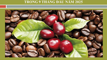 INFOGRAPHIC: Đánh giá tác động của EVFTA tới xuất khẩu cà phê Việt Nam sang EU  trong 9 tháng năm 2025