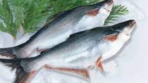 Xuất khẩu cá tra tăng trưởng tích cực ở thị trường CPTPP