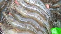 Xuất khẩu tôm 11 tháng đạt kỷ lục hơn 4,3 tỉ USD