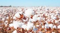 Nhập khẩu bông từ các thị trường năm 2025 