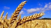 Thị trường nhập khẩu lúa mì tháng 1/2026 