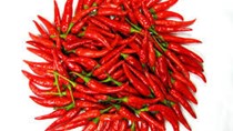 Xuất khẩu ớt ghi nhận mức tăng trưởng ấn tượng