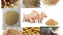 Nhập khẩu thức ăn gia súc và nguyên liệu từ các thị trường chủ yếu tháng 1/2026 