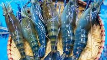 Thuế chống bán phá giá tôm thay đổi tích cực, doanh nghiệp chủ động tìm cơ hội xuất khẩu