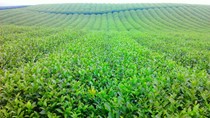 Cách dưỡng da từ trong ra ngoài chỉ với một hộp trà xanh