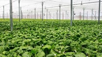Vingroup ra mắt sản phẩm rau nhà kính đầu tiên