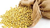 Giá đậu tương  kỳ hạn tại CBOT sáng ngày 21/7/2016
