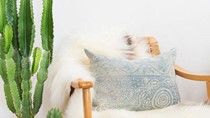 Sử dụng ngay 5 loại cây giúp làm sạch không khí trong nhà bạn