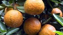 Bảo hộ chỉ dẫn địa lý cho sản phẩm cam sành “Hà Giang”