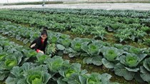 Hà Nội: Chung tay xây dựng thương hiệu nông sản