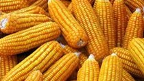 Giá ngô kỳ hạn tại NYBOT sáng ngày 18/4/2017