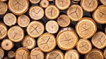 Giá gỗ xẻ tại CME sáng ngày 30/5/2017