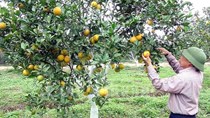 Nghệ An sẽ dán tem điện tử cho 550 nghìn quả cam trong năm 2017