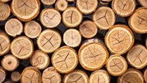 Giá gỗ xẻ tại CME sáng ngày  30/11/2017